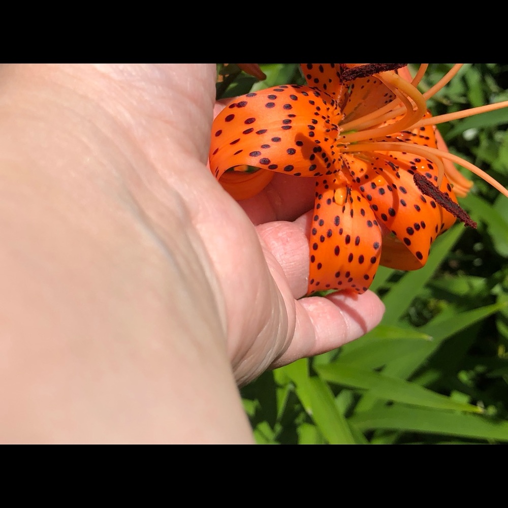 Meet your Posher, Kristen